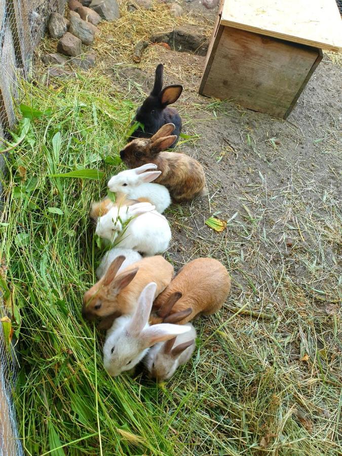 Appartamento Bensdorfer Muehle - Auszeit In Brandenburg Esterno foto